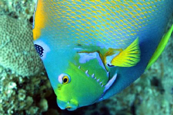 Queen Angelfish from Cozumel by Claire Kennedy 